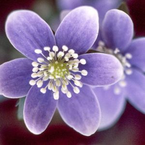 Native Plants, Native Perennials, Native Annuals, Virginia Native Plant, Virginia Native Perennials, Virginia Native Annuals, Shade Perennials, Shade Annuals