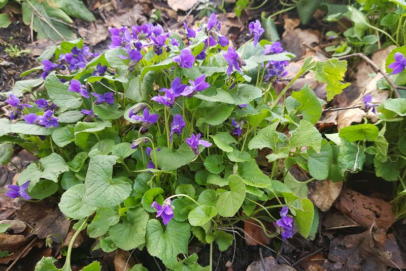 Best Native Florida Shade Plants: Ultimate Guide for Lush Gardens