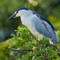Native Plants, Native Trees, Native Shade Trees, Florida Native Plant, Florida Native Trees, Florida Shade Trees