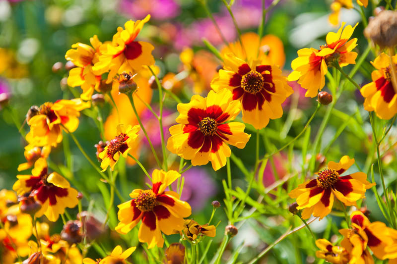 SunLoving Native Annuals and Perennials for