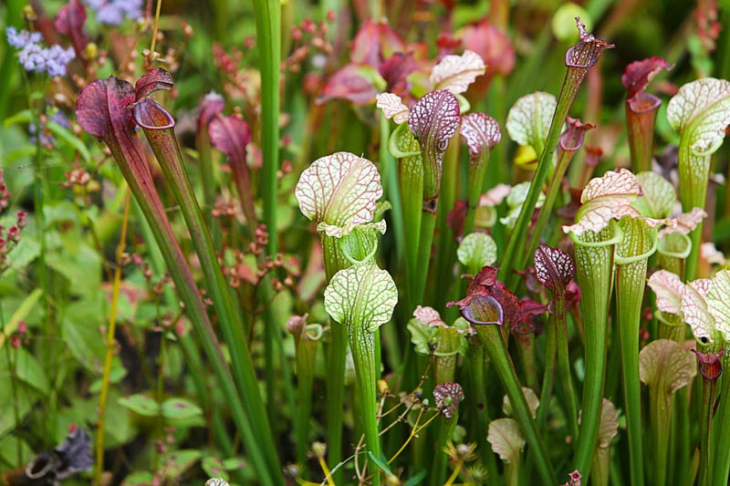 SunLoving Native Annuals and Perennials for South Carolina