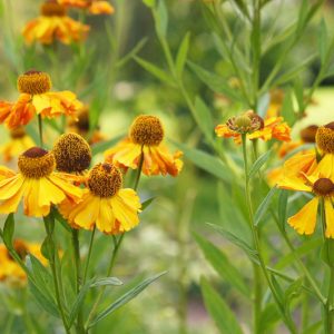 Native Plants, Native Perennials, Native Annuals, Virginia Native Plant, Virginia Native Perennials, Virginia Native Annuals, Sun Perennials, Sun Annuals