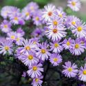 Native Plants, Native Perennials, Native Annuals, Virginia Native Plant, Virginia Native Perennials, Virginia Native Annuals, Sun Perennials, Sun Annuals