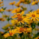 Native Plants, Native Perennials, Native Annuals, Virginia Native Plant, Virginia Native Perennials, Virginia Native Annuals, Sun Perennials, Sun Annuals