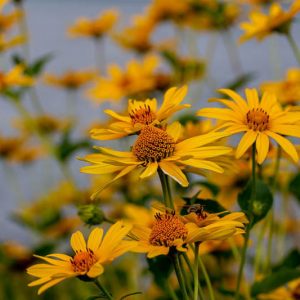 Native Plants, Native Perennials, Native Annuals, Virginia Native Plant, Virginia Native Perennials, Virginia Native Annuals, Sun Perennials, Sun Annuals