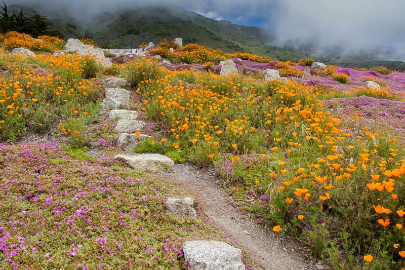 Sun-Loving Native Perennials for Central California