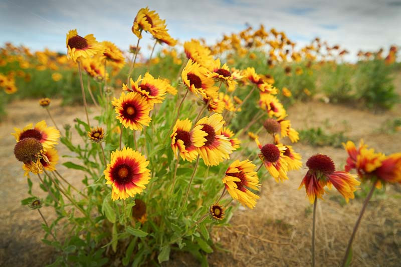 Best Perennial Plants for Florida: Top Choices for Vibrant Gardens 3 Best Perennial Plants for Florida: Top Choices for Vibrant Gardens