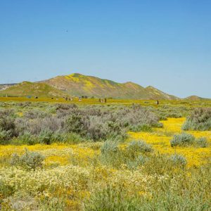 Native Plants, Native Shrubs, Native Sun Shrubs, California Native Plant, California Native Shrubs, California Sun Shrubs