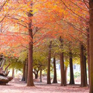 Native Plants, Native Trees, Native Sun Trees, Florida Native Plant, Florida Native Trees, Florida Sun Trees