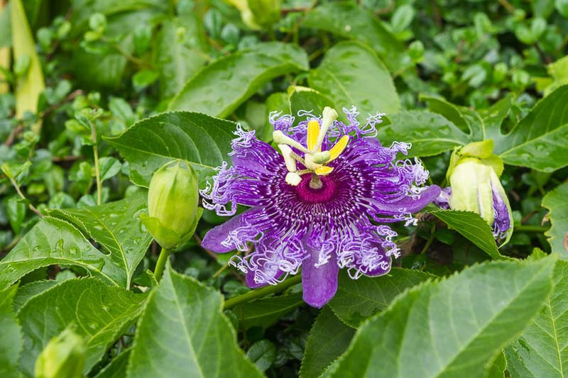 Best Vine Plants for Florida: Top Picks for Lush, Easy Growth 3 Best Vine Plants for Florida: Top Picks for Lush, Easy Growth