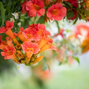 Native Plants, Native Perennials, Native Vines, Virginia Native Plant, Virginia Native Perennials, Virginia Native Vines