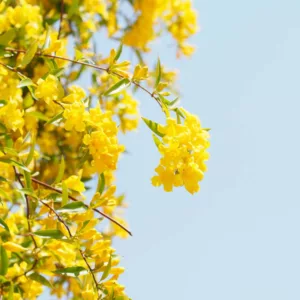 Native Plants, Native Perennials, Native Vines, Virginia Native Plant, Virginia Native Perennials, Virginia Native Vines