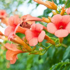 Native Plants, Native Perennials, Native Vines, Virginia Native Plant, Virginia Native Perennials, Virginia Native Vines