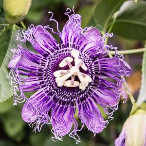 Native Plants, Native Perennials, Native Vines, Virginia Native Plant, Virginia Native Perennials, Virginia Native Vines