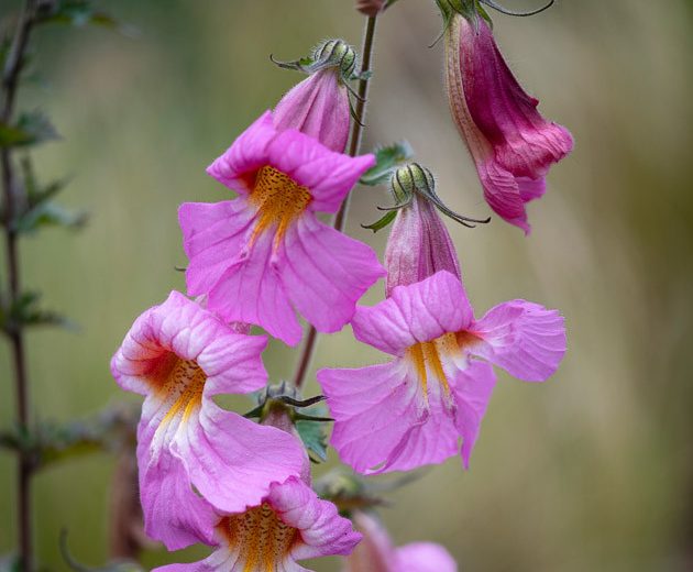 Rehmannia elata, Chinese Foxglove, Pink Flowers, Pink Perennials