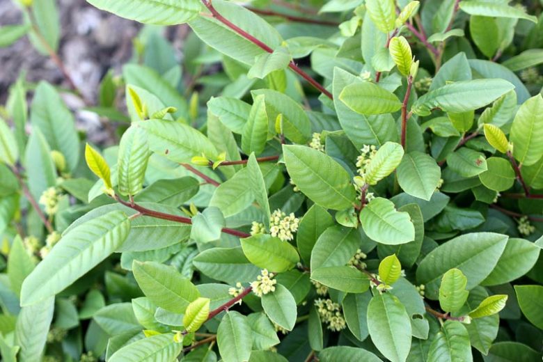 Rhamnus californica, California Buckthorn, California Coffeeberry, Frangula californica