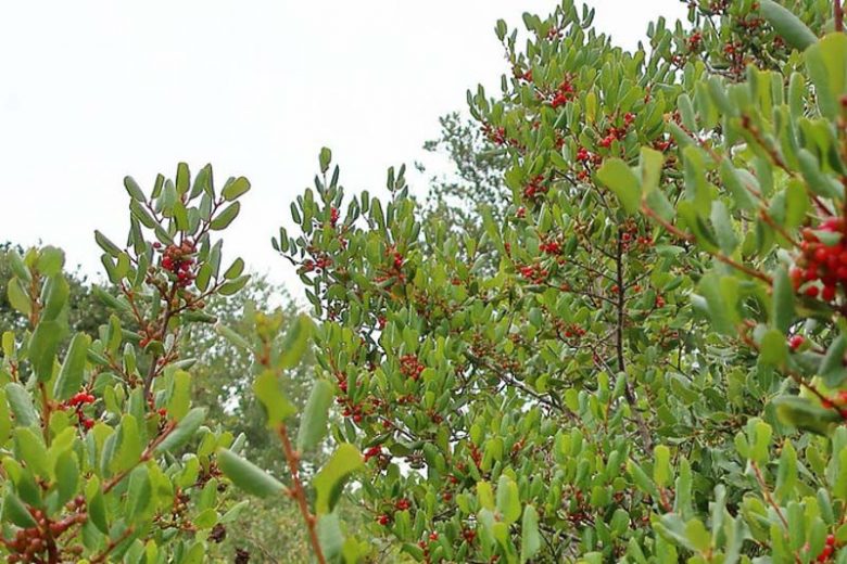 Rhamnus ilicifolia, Hollyleaf Redberry, Rhamnus crocea ilicifolia, Evergreen Shrub, red Berries,