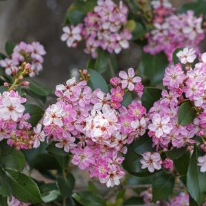 Rhaphiolepis indica, Indian Hawthorn, Yeddo Hawthorn, pink flowers, fragrant shrub, evergreen shrub