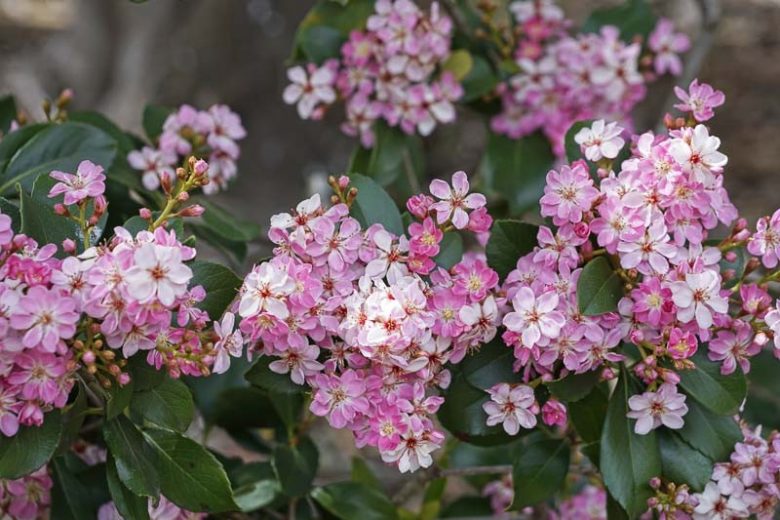 Rhaphiolepis indica, Indian Hawthorn, Yeddo Hawthorn, pink flowers, fragrant shrub, evergreen shrub