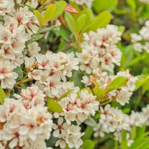 Rhaphiolepis umbellata 'Minor', Indian Hawthorn 'Minor', Yeddo Hawthorn 'Minor', white flowers, fragrant shrub, evergreen shrub
