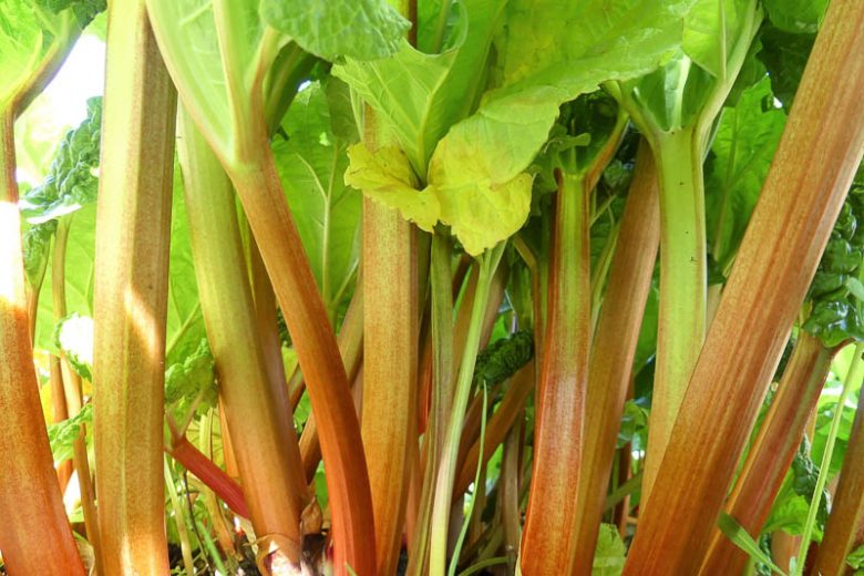Rheum rhabarbarum, Rhubarb, Wavy-Leaved Rhubarb, Rheum undulatum