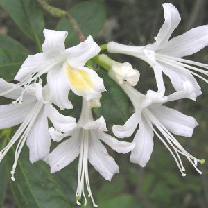 Rhododendron alabamense, Alabama Azalea, Azalea alabamensis, Fragrant Azalea, Fragrant Rhododendron, White Azalea, White Rhododendron, White Flowering Shrub