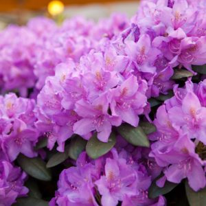 Rhododendron catawbiense, Catawba Rosebay, Purple Rhododendron, Red Laurel, Catawba Rhododendron, Mountain Rosebay, Purple Azalea, Purple Rhododendron, Purple Flowering Shrub