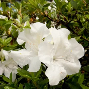 Rhododendron Encore® Autumn Ivory®, Encore Azalea Series, Rhododendron 'Roblev, Re-blooming Rhododendrons, White Azalea, White Rhododendron, White Flowering Shrub,