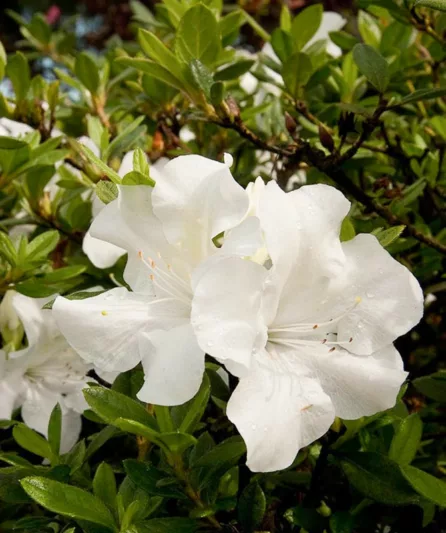 Rhododendron Encore® Autumn Ivory®, Encore Azalea Series, Rhododendron 'Roblev, Re-blooming Rhododendrons, White Azalea, White Rhododendron, White Flowering Shrub,