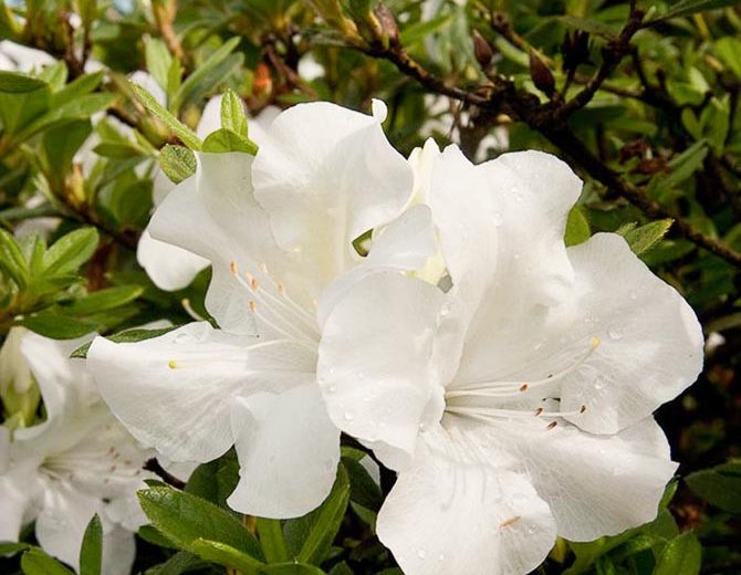 Rhododendron Encore® Autumn Ivory®, Encore Azalea Series, Rhododendron 'Roblev, Re-blooming Rhododendrons, White Azalea, White Rhododendron, White Flowering Shrub,