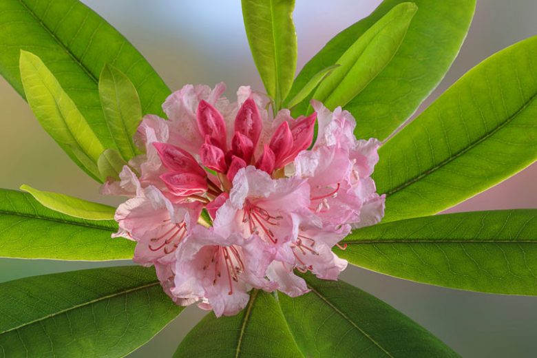 Rhododendron macrophyllum, Pacific Rhododendron, California Rhododendron, California Rosebay, Coast Rhododendron, Red Rhododendron, Rhododendron californicum, pink Rhododendron, purple Rhododendron
