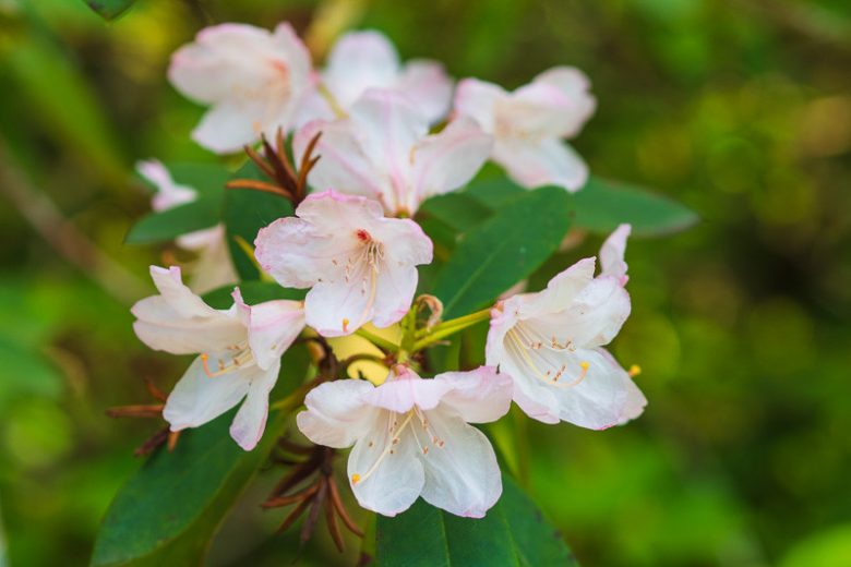 Rhododendron maximum, Great Laurel, Wild Rhododendron, Rosebay Rhododendron, White Laurel, Rosebay, Rhododendron ashleyi, pink rhododendron, pink flowering shrub