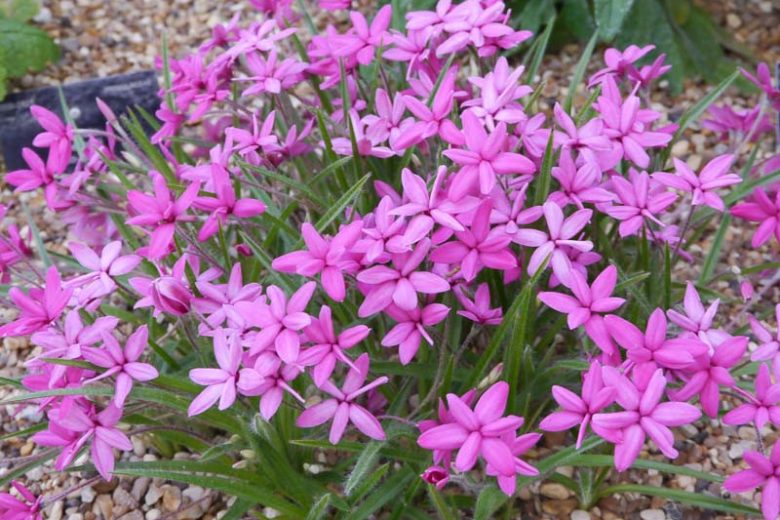 Rhodohypoxis baurii, Red Star, Rosy Posy, Pink Flowers, Red Flowers