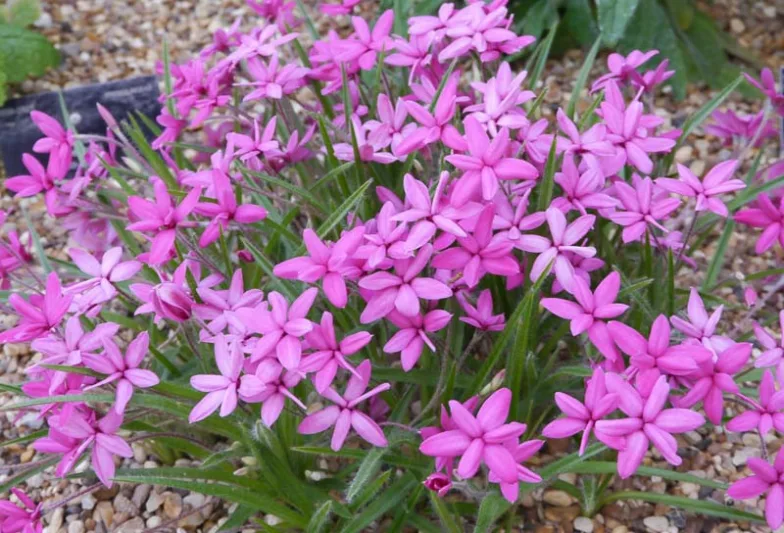 Rhodohypoxis baurii, Red Star, Rosy Posy, Pink Flowers, Red Flowers
