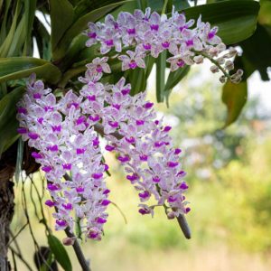 Rhynchostylis gigantea, Giant Rhynchostylis, Purple Orchids, Fragrant Orchids, Easy Orchids, Easy to Grow Orchids