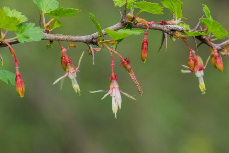 Ribes californicum, California Gooseberry, Hillside Gooseberry, Gooseberries, shrub with berries