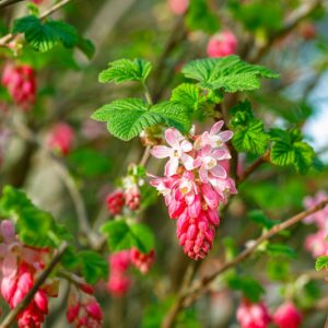 Ribes sanguineum, Redflower Currant, Blood Currant, Pink-flowered Currant, Red Flowering Currant, Black Berries, Black Currants, Red Flowers, flowering shrub
