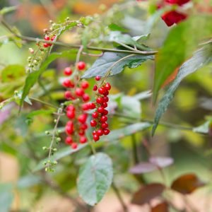 Rivina humilis, Pigeonberry, Rouge Plant, Baby-peppers, Bloodberry,  White flowers, Red Berries