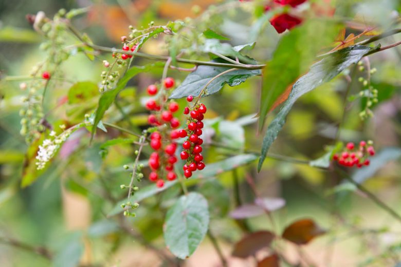 Rivina humilis, Pigeonberry, Rouge Plant, Baby-peppers, Bloodberry,  White flowers, Red Berries
