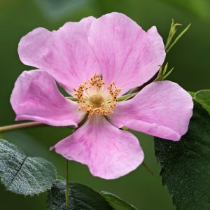 Rosa acicularis, Prickly Rose, Wild Rose, Arctic Rose, Circumpolar Rose, Prickly Wild Rose, Wild Roses, Shrub Roses, pink roses, Hardy roses