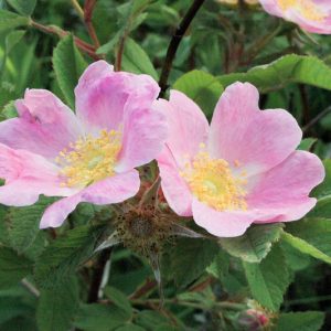 Rosa blanda, Smooth Rose, Early Wild Rose, Smooth Wild Rose, Meadow Rose, Labrador Rose, Wild Roses, Shrub Roses, pink roses, Hardy roses