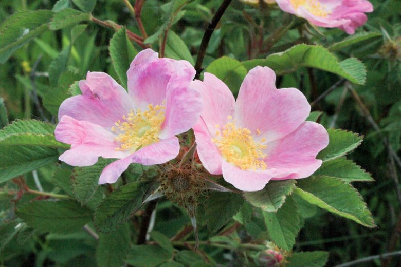 Rosa blanda, Smooth Rose, Early Wild Rose, Smooth Wild Rose, Meadow Rose, Labrador Rose, Wild Roses, Shrub Roses, pink roses, Hardy roses