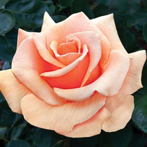 Rosa Brandy™, Rose Brandy™, Rosa 'AROcad', Hybrid Tea Roses, Shrub Roses,  Apricot roses, Apricot Hybrid Tea Roses,  Apricot Landscape Roses