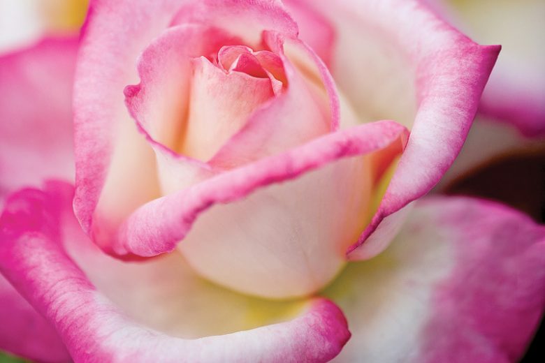 Rosa California Dreamin, Rose California Dreamin'™, Rosa 'Meibihars', Hybrid Tea Roses, Shrub Roses,  Pink roses, Pink Hybrid Tea Roses,  Landscape Roses