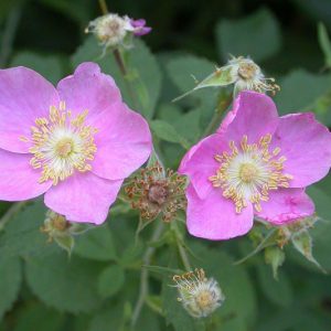 Rosa californica, California Rose, California Wildrose, Rosa aldersonii, Wild Roses, Shrub Rosess, pink roses, Drought tolerant roses