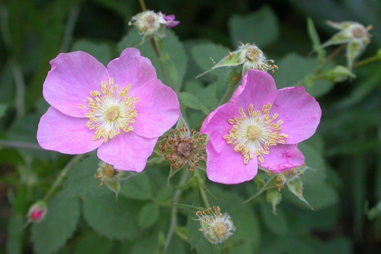 Rosa californica, California Rose, California Wildrose, Rosa aldersonii, Wild Roses, Shrub Rosess, pink roses, Drought tolerant roses