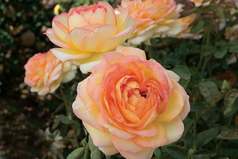 Rosa Centennial Star, Rose Centennial Star®, Rosa 'MEInerau', Hybrid Tea Roses, Shrub Roses,  Pink roses, Pink Hybrid Tea Roses,  Landscape Roses