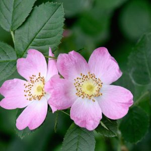 Rosa gymnocarpa, Dwarf Rose, Baldhip Rose, Wood Rose, Little Wild Rose, Wild Roses, Shrub Roses, pink roses, Drought tolerant roses