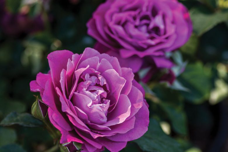 Rosa Heirloom, Rose Heirloom, Rosa JACbloom, Hybrid Tea Roses, Shrub Roses,  Purple roses, Purple Hybrid Tea Roses,  Landscape Roses