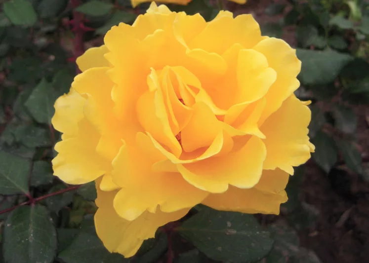 Rosa Henry Fonda, Rose 'Henry Fonda', Rosa 'JACyes', Hybrid Tea Roses, Shrub Roses,  Yellow roses, Yellow Hybrid Tea Roses,  Landscape Roses